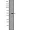 Interleukin 17 Receptor B antibody, abx149553, Abbexa, Western Blot image 