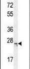 BMERB Domain Containing 1 antibody, PA5-24306, Invitrogen Antibodies, Western Blot image 