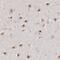 Integrator Complex Subunit 6 antibody, PA5-51599, Invitrogen Antibodies, Immunohistochemistry paraffin image 