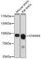 Cyclin And CBS Domain Divalent Metal Cation Transport Mediator 4 antibody, 16-872, ProSci, Western Blot image 