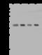 ELAV Like RNA Binding Protein 1 antibody, 202711-T32, Sino Biological, Western Blot image 