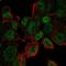 Ubiquitin Conjugating Enzyme E2 V1 antibody, PA5-65729, Invitrogen Antibodies, Immunofluorescence image 