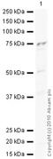 Aryl Hydrocarbon Receptor Nuclear Translocator Like antibody, ab3350, Abcam, Western Blot image 