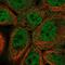 Tetraspanin 15 antibody, PA5-60790, Invitrogen Antibodies, Immunofluorescence image 