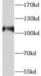 SMG5 Nonsense Mediated MRNA Decay Factor antibody, FNab08025, FineTest, Western Blot image 