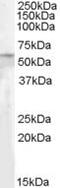 Patatin Like Phospholipase Domain Containing 2 antibody, MBS421527, MyBioSource, Western Blot image 