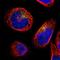 IFITM1 antibody, HPA004810, Atlas Antibodies, Immunofluorescence image 
