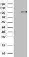 Protocadherin Gamma Subfamily C, 5 antibody, LS-C791400, Lifespan Biosciences, Western Blot image 