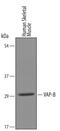 VAMP Associated Protein B And C antibody, AF5855, R&D Systems, Western Blot image 