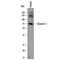 Glypican 3 antibody, AF2119, R&D Systems, Western Blot image 