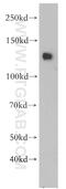 SLIT And NTRK Like Family Member 3 antibody, 21649-1-AP, Proteintech Group, Western Blot image 