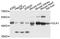 Delta Like Non-Canonical Notch Ligand 1 antibody, MBS126269, MyBioSource, Western Blot image 