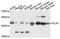 Delta Like Non-Canonical Notch Ligand 1 antibody, MBS126269, MyBioSource, Western Blot image 