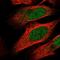 Metal Regulatory Transcription Factor 1 antibody, NBP1-86380, Novus Biologicals, Immunofluorescence image 