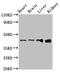 RUNX Family Transcription Factor 3 antibody, CSB-PA020595LA01HU, Cusabio, Western Blot image 