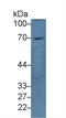 Lymphocyte Antigen 9 antibody, LS-C300109, Lifespan Biosciences, Western Blot image 