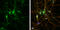Leucine Rich Repeat And Ig Domain Containing 1 antibody, GTX118853, GeneTex, Immunofluorescence image 