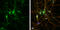 Leucine-rich repeat and immunoglobulin-like domain-containing nogo receptor-interacting protein 1 antibody, GTX118853, GeneTex, Immunofluorescence image 