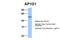 Adaptor Related Protein Complex 1 Subunit Gamma 1 antibody, 30-780, ProSci, Western Blot image 