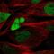 SRY-Box 8 antibody, NBP2-54978, Novus Biologicals, Immunofluorescence image 