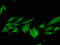 Non-Homologous End Joining Factor 1 antibody, orb52134, Biorbyt, Immunofluorescence image 