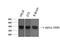 Actin Alpha 2, Smooth Muscle antibody, GTX34111, GeneTex, Western Blot image 