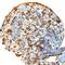 GDNF Family Receptor Alpha 2 antibody, AF429, R&D Systems, Immunohistochemistry frozen image 