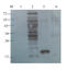 Triggering Receptor Expressed On Myeloid Cells 2 antibody, orb7115, Biorbyt, Western Blot image 