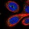 G Protein Signaling Modulator 1 antibody, NBP1-91968, Novus Biologicals, Immunofluorescence image 