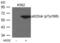 Docking Protein 1 antibody, PA5-37549, Invitrogen Antibodies, Western Blot image 