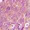 Ras-related protein Rab-6A antibody, abx133013, Abbexa, Western Blot image 