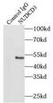 NudC domain-containing protein 3 antibody, FNab05897, FineTest, Immunoprecipitation image 