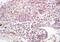 DNA Polymerase Delta 2, Accessory Subunit antibody, orb156610, Biorbyt, Immunohistochemistry paraffin image 