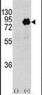 Phosphoinositide-3-Kinase Regulatory Subunit 2 antibody, PA5-15270, Invitrogen Antibodies, Western Blot image 