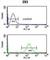 Survival Motor Neuron Domain Containing 1 antibody, abx034342, Abbexa, Western Blot image 