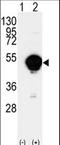 Cytochrome P450 Family 20 Subfamily A Member 1 antibody, LS-C100656, Lifespan Biosciences, Western Blot image 