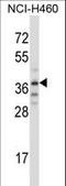 TRIM31 antibody, LS-C160186, Lifespan Biosciences, Western Blot image 