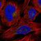 Dipeptidyl Peptidase 7 antibody, NBP2-55799, Novus Biologicals, Immunofluorescence image 