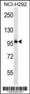 Protocadherin Beta 11 antibody, 56-782, ProSci, Western Blot image 
