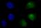 Protein Tyrosine Phosphatase Non-Receptor Type 6 antibody, M00938-2, Boster Biological Technology, Immunofluorescence image 