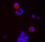 CD24 Molecule antibody, 311102, BioLegend, Immunofluorescence image 