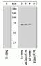 SRC Proto-Oncogene, Non-Receptor Tyrosine Kinase antibody, OPA1-03091, Invitrogen Antibodies, Western Blot image 