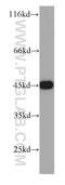 Casein Kinase 2 Alpha 1 antibody, 10992-1-AP, Proteintech Group, Western Blot image 