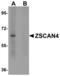 Zinc Finger And SCAN Domain Containing 4 antibody, LS-B5074, Lifespan Biosciences, Western Blot image 
