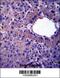 Lin-52 DREAM MuvB Core Complex Component antibody, 57-071, ProSci, Immunohistochemistry paraffin image 