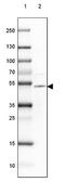 Tweety Family Member 1 antibody, NBP2-38634, Novus Biologicals, Western Blot image 