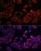 Protein Tyrosine Kinase 2 antibody, LS-C746908, Lifespan Biosciences, Immunofluorescence image 