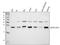 Heat Shock Protein Family B (Small) Member 8 antibody, A02492-2, Boster Biological Technology, Western Blot image 