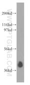 AUP1 Lipid Droplet Regulating VLDL Assembly Factor antibody, 13726-1-AP, Proteintech Group, Western Blot image 