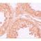 NLR Family Pyrin Domain Containing 9 antibody, LS-C115895, Lifespan Biosciences, Immunohistochemistry frozen image 